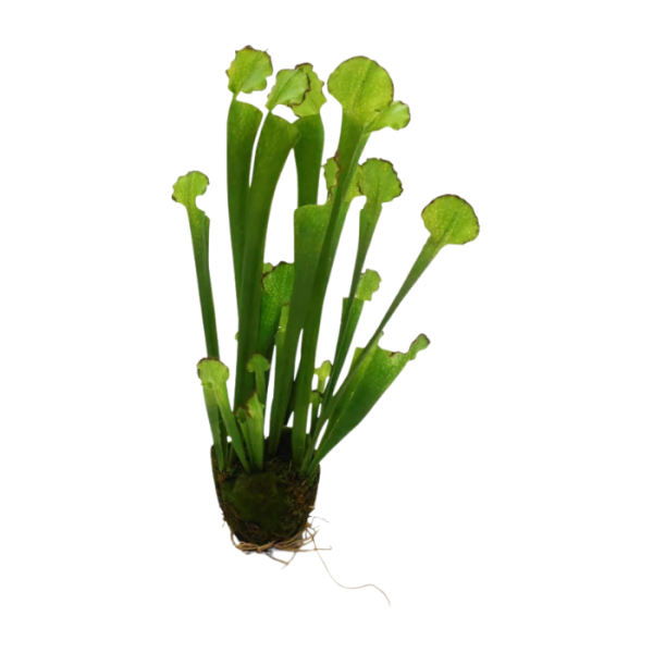 kunstpflanze-fleur-ami-kobralilie-darlingtonia-55cm.png
