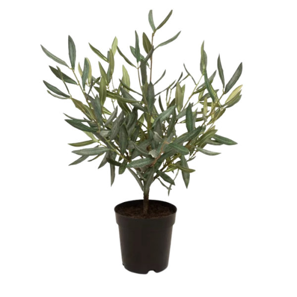 kunstpflanze-fleur-ami-olivenstrauch-olea-europaea-51cm-getopft.png